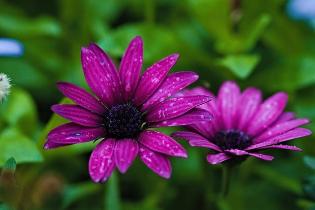 Free download flower margaret colored macro free picture to be edited with GIMP free online image editor