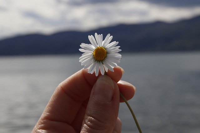 Free download Flower Margaret Lake -  free photo or picture to be edited with GIMP online image editor