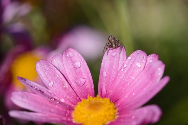 Free download flower margaret spider insect free picture to be edited with GIMP free online image editor