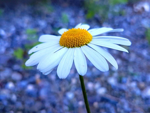 تنزيل Flower Margriten Nature مجانًا - صورة مجانية أو صورة يتم تحريرها باستخدام محرر الصور عبر الإنترنت GIMP