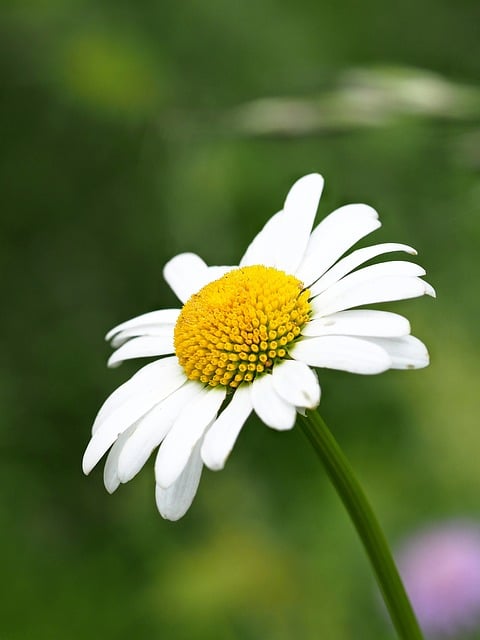 Free download flower marguerite blossom bloom free picture to be edited with GIMP free online image editor