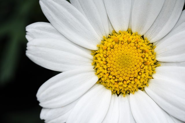 Free download flower marguerite close up free picture to be edited with GIMP free online image editor