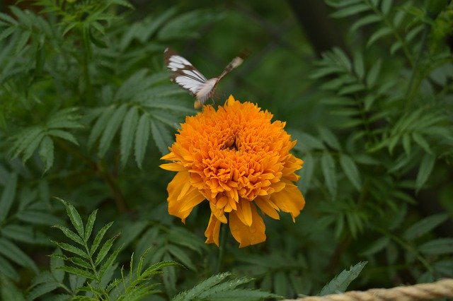 Free download Flower Marigold Butterfly -  free photo or picture to be edited with GIMP online image editor