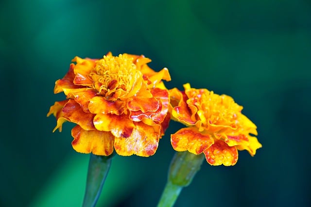 Free download flower marigold flora nature free picture to be edited with GIMP free online image editor