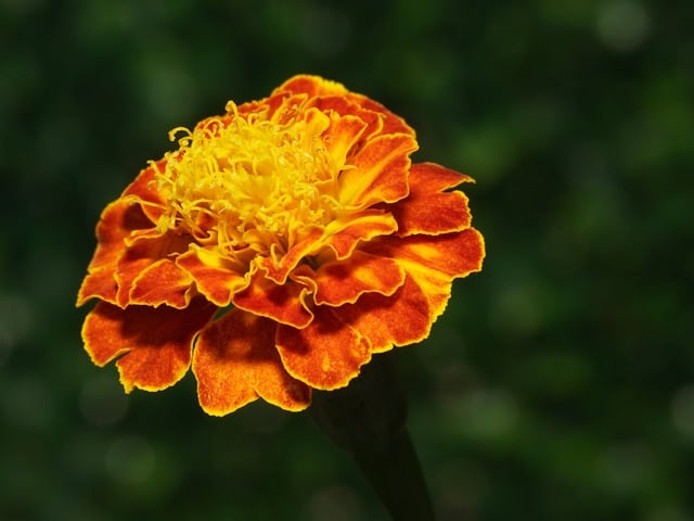 Free download flower marigold flora yellow orange free picture to be edited with GIMP free online image editor