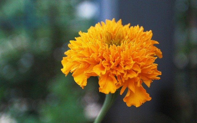 Free download Flower Marigold Yellow Vietnam -  free photo or picture to be edited with GIMP online image editor