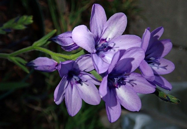 Free download Flower Mauve Bulb -  free photo or picture to be edited with GIMP online image editor