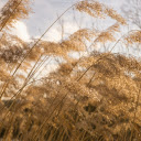 Flower Meadow  screen for extension Chrome web store in OffiDocs Chromium