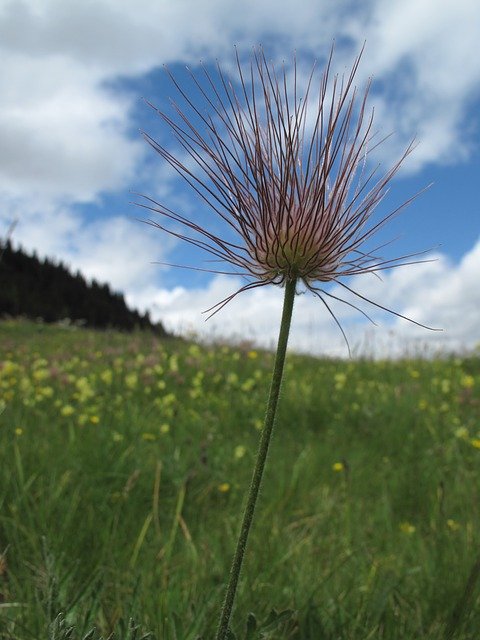 Free download Flower Meadow Alm Switzerland -  free photo or picture to be edited with GIMP online image editor