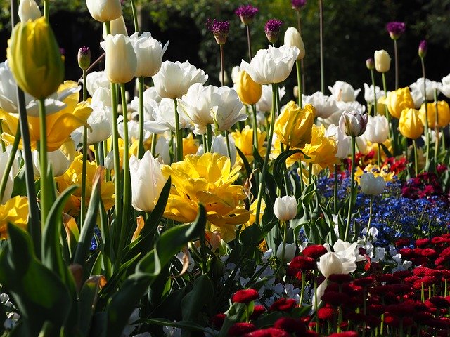 Free download Flower Meadow Beauty Nature -  free photo or picture to be edited with GIMP online image editor