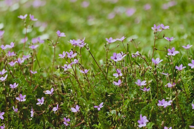 Free download flower meadow blooms garden park free picture to be edited with GIMP free online image editor