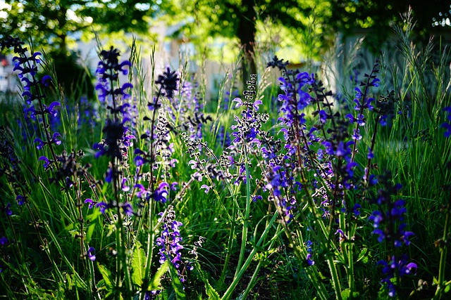 Faça o download gratuito da imagem gratuita da flor azul do prado de flores para ser editada com o editor de imagens on-line gratuito do GIMP