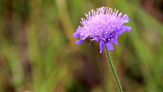 Free download Flower Meadow Cornflower -  free photo or picture to be edited with GIMP online image editor