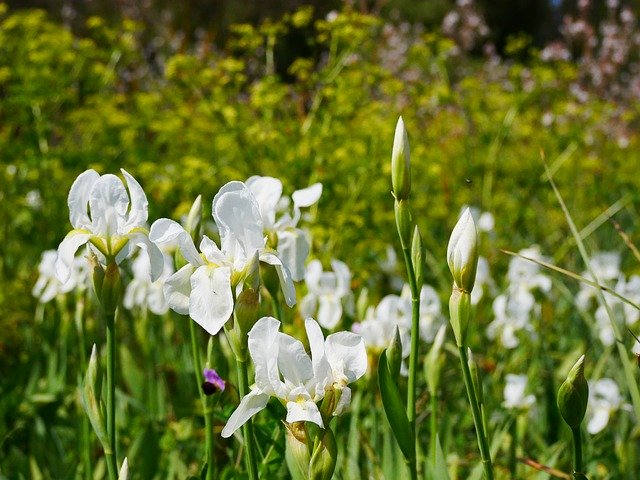 Gratis download Flower Meadow Nature - gratis foto of afbeelding om te bewerken met GIMP online afbeeldingseditor