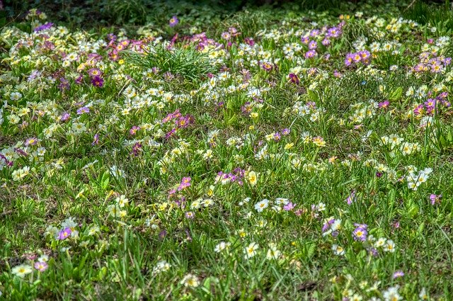 Descarga gratuita Flower Meadow Primroses Harbinger - foto o imagen gratuita para editar con el editor de imágenes en línea GIMP