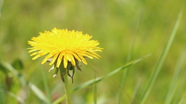 Muat turun percuma Flower Meadow Summer - foto atau gambar percuma untuk diedit dengan editor imej dalam talian GIMP