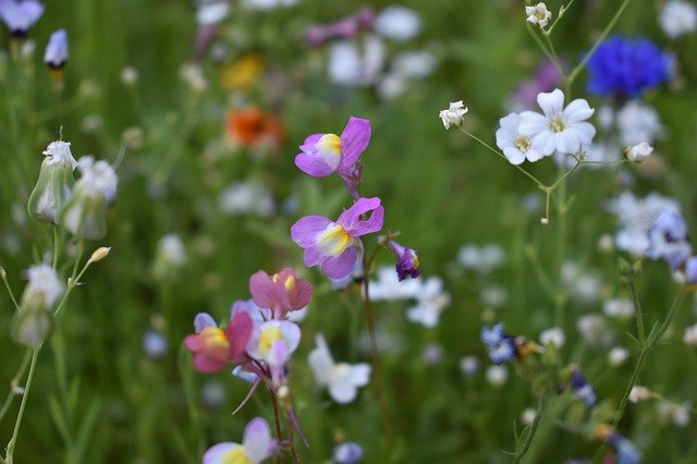 Unduh gratis Flower Meadow Summer Close Up - foto atau gambar gratis untuk diedit dengan editor gambar online GIMP