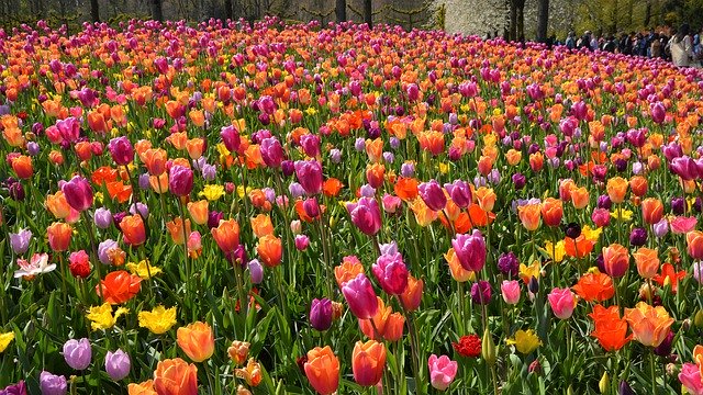 Free picture Flower Meadow Tulips Bloom -  to be edited by GIMP free image editor by OffiDocs