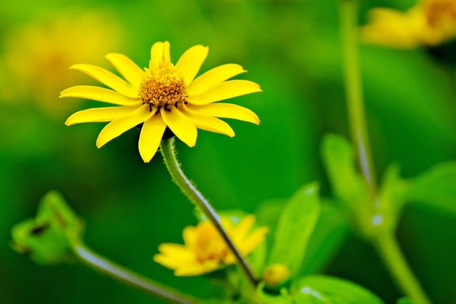 Free download flower mini sun flower flora botany free picture to be edited with GIMP free online image editor