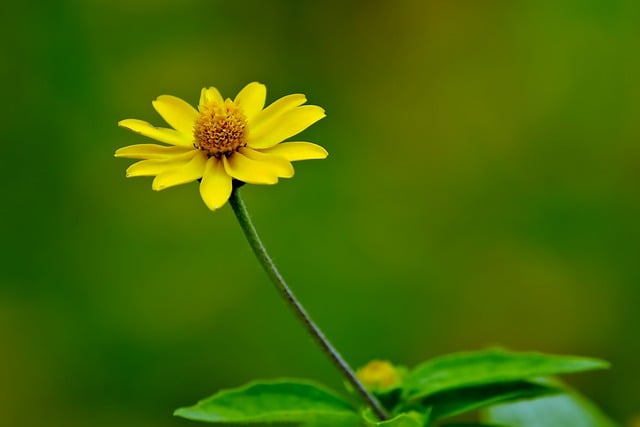 Free download flower mini sunflower flora yellow free picture to be edited with GIMP free online image editor