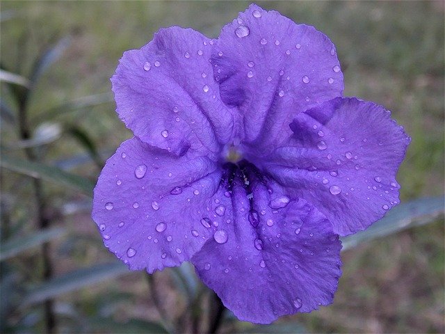 Free picture Flower Morning Dew Glory -  to be edited by GIMP free image editor by OffiDocs