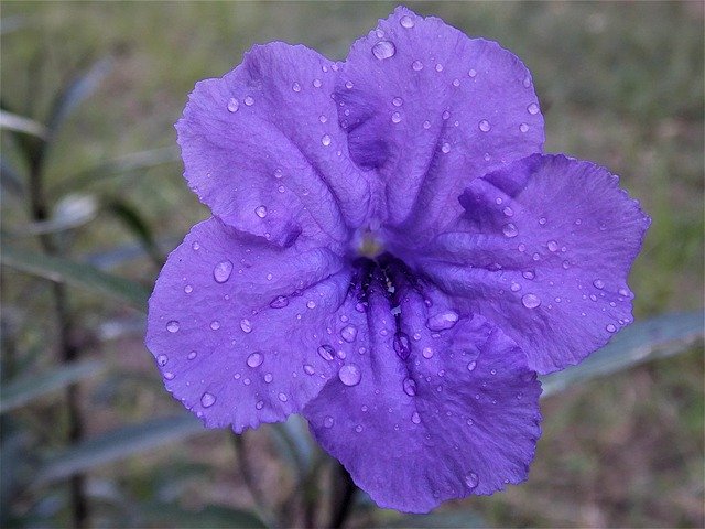 Libreng download Flower Morning Dew Glory - libreng larawan o larawan na ie-edit gamit ang GIMP online na editor ng imahe