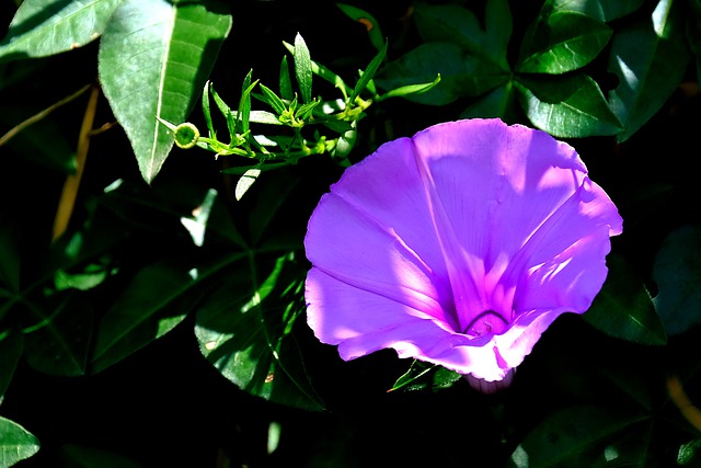 Free download flower morning glory bloom blossom free picture to be edited with GIMP free online image editor