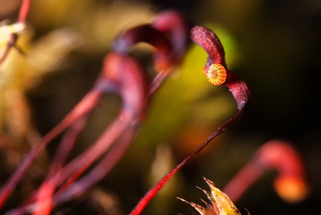 Free download flower moss macro inverted lens free picture to be edited with GIMP free online image editor