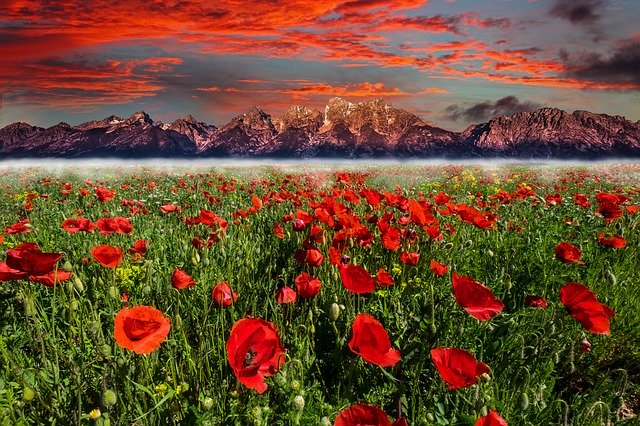 Download gratuito Flower Mountain Sunset - foto o immagine gratuita da modificare con l'editor di immagini online di GIMP