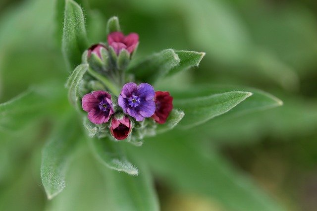 Free download Flower Mov Wild -  free photo or picture to be edited with GIMP online image editor