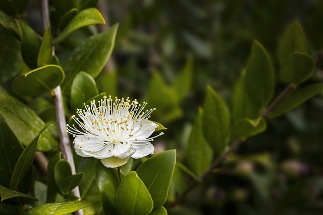 Free download flower myrtle flora nature free picture to be edited with GIMP free online image editor