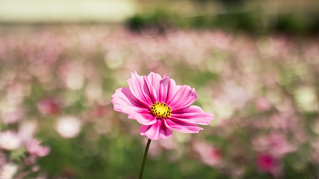 Free download flower na nature pink petals free picture to be edited with GIMP free online image editor