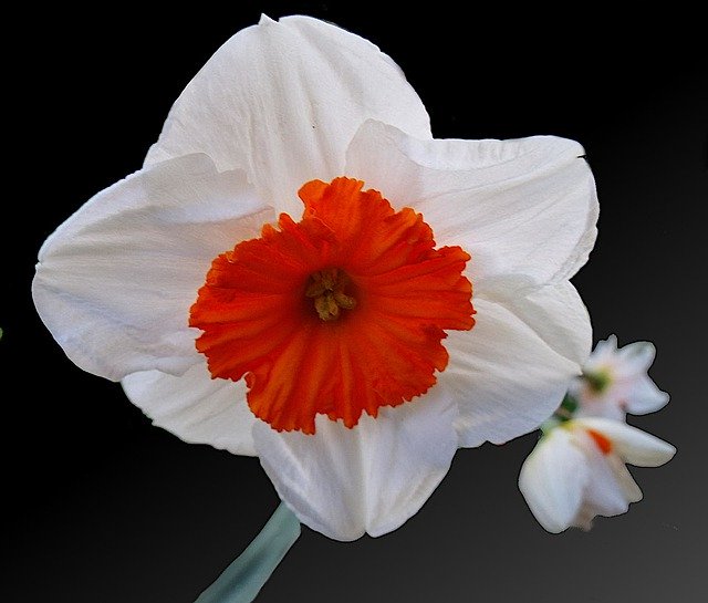 Gratis download Flower Narcissus Bulb - gratis gratis foto of afbeelding om te bewerken met GIMP online afbeeldingseditor