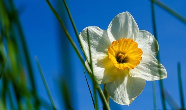 Free download flower narcissus macro nature free picture to be edited with GIMP free online image editor