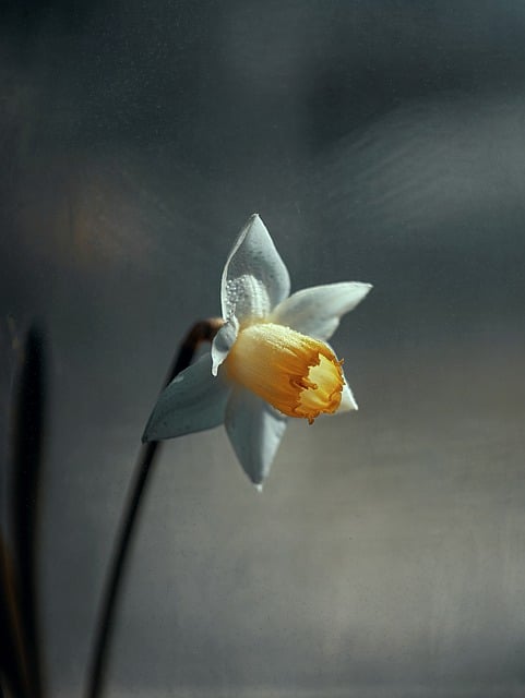 Free download flower narcissus petals flora free picture to be edited with GIMP free online image editor