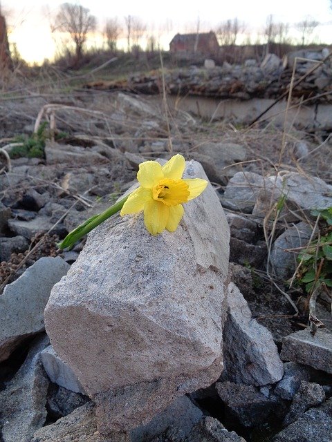 Descarga gratuita Flower Narcissus Yellow - foto o imagen gratuita para editar con el editor de imágenes en línea GIMP