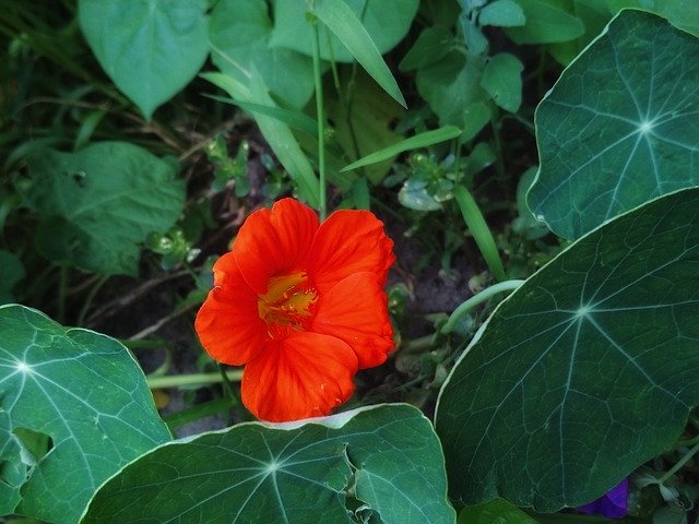Free download Flower Nasturtium Orange -  free photo or picture to be edited with GIMP online image editor