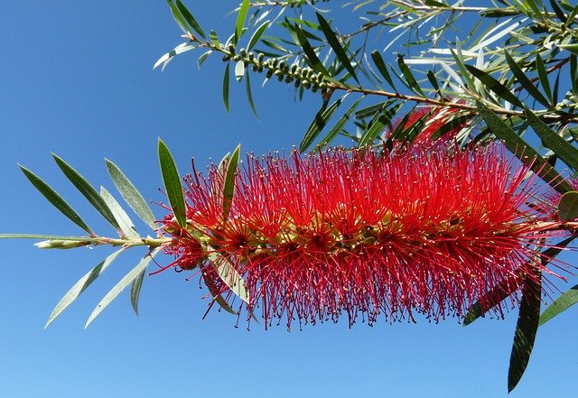 무료 다운로드 Flower Native Bottlebrush - 무료 사진 또는 김프 온라인 이미지 편집기로 편집할 수 있는 그림