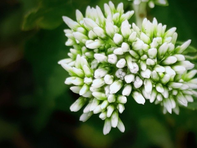 Descarga gratuita Flower Natural Green Leaves White - foto o imagen gratuita para editar con el editor de imágenes en línea GIMP