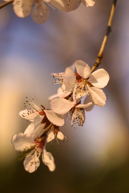 הורדה חינם Flower Natural Spring - תמונה או תמונה בחינם לעריכה עם עורך התמונות המקוון GIMP
