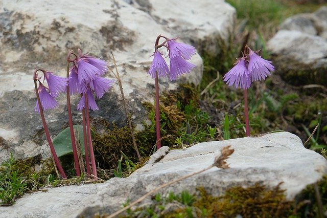 Muat turun percuma Flower Nature Alpine - foto atau gambar percuma untuk diedit dengan editor imej dalam talian GIMP