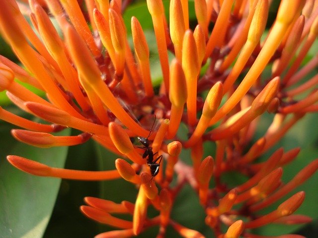Free download Flower Nature Ant Goldflame -  free photo or picture to be edited with GIMP online image editor