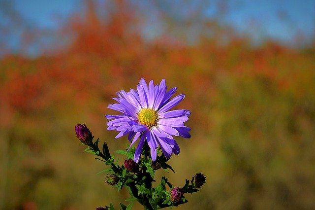 دانلود رایگان Flower Nature Beauty - عکس یا تصویر رایگان قابل ویرایش با ویرایشگر تصویر آنلاین GIMP