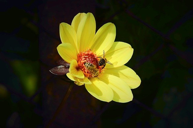 Free download Flower Nature Bees -  free photo or picture to be edited with GIMP online image editor