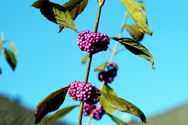 Free download Flower Nature Berries -  free photo or picture to be edited with GIMP online image editor