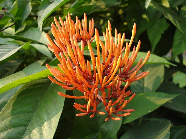 Free download Flower Nature Bloom Goldflame -  free photo or picture to be edited with GIMP online image editor
