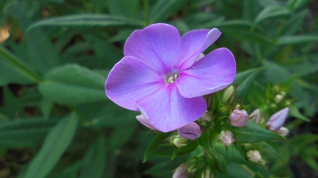 Gratis download Flower Nature Bloom In The Summer - gratis foto of afbeelding om te bewerken met GIMP online afbeeldingseditor