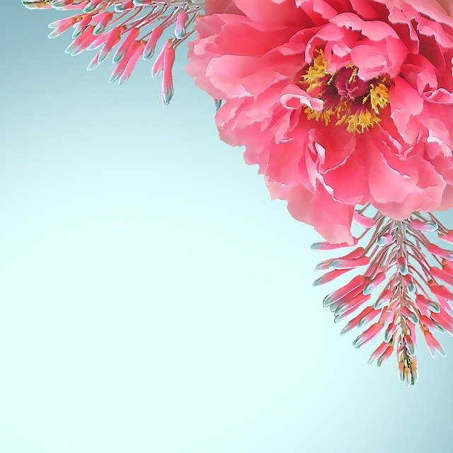 Template Photo Flower Nature Blossom for OffiDocs