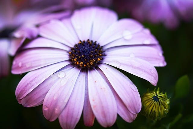 Free download flower nature blossom bloom flora free picture to be edited with GIMP free online image editor