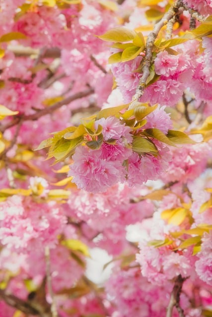 Free download flower nature blossom spring bloom free picture to be edited with GIMP free online image editor